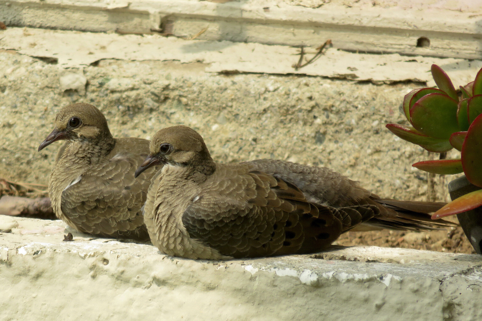 A pair of mourning doves...