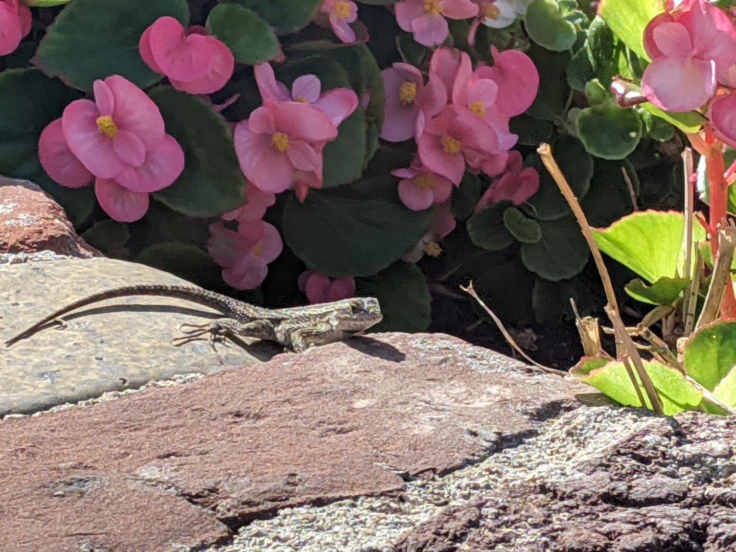 Finally decided to stop postponing my dentist appointments and get it over with. They were running late so I had some time to spend outside and encountered some of their small neighbors. #lizards #flowers