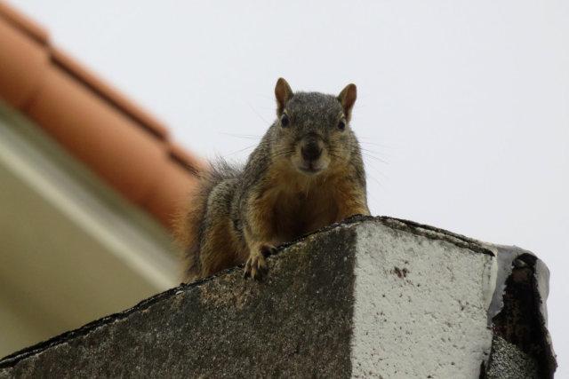 Squirrel on the Roof