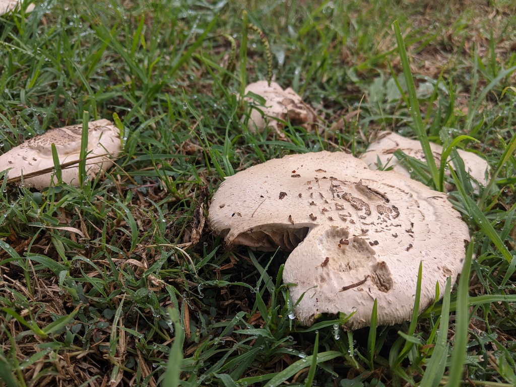 Chlorophyllum