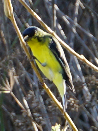 Siskins and New World Goldfinches
