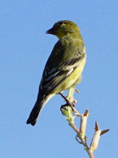 Siskins and New World Goldfinches