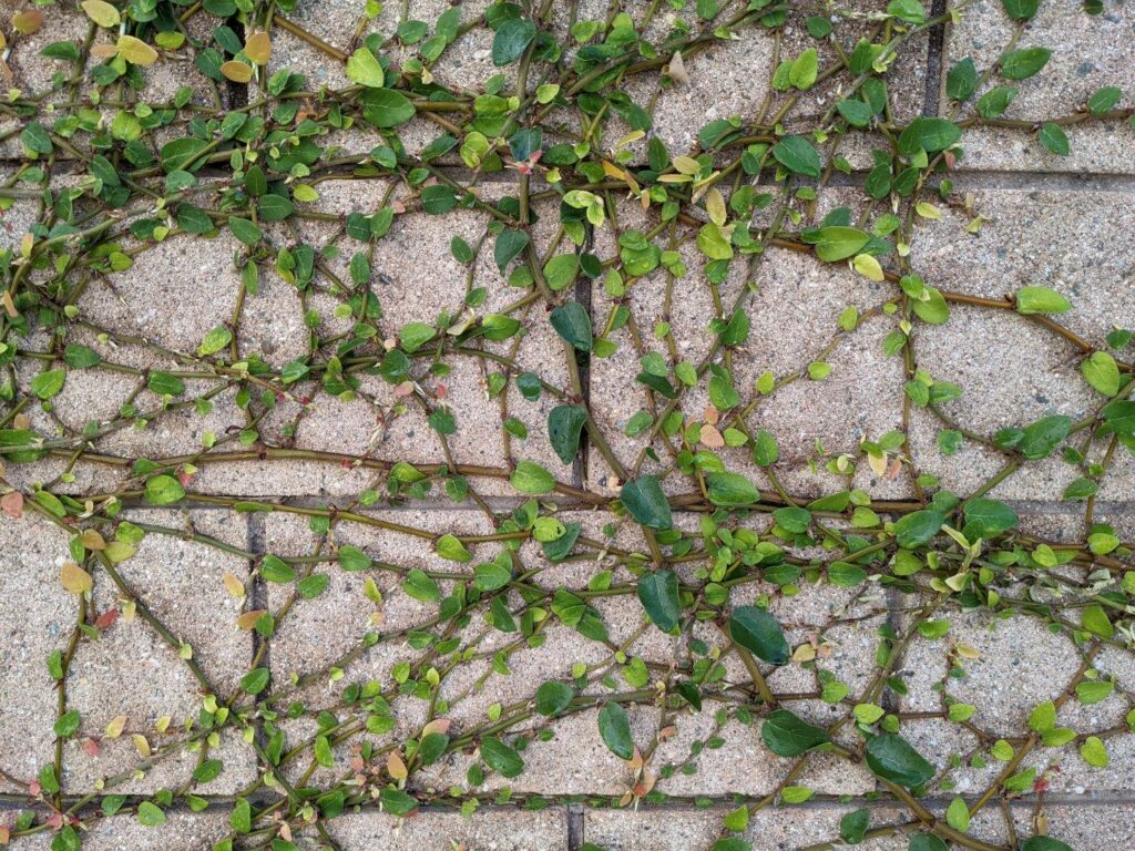 A vine crossing back and forth on a cinder block wall.