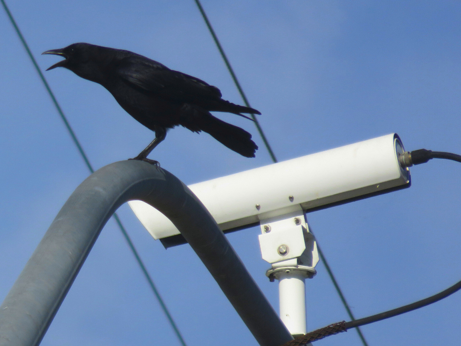 Surveillance Crow