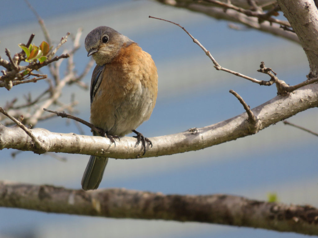 A small brown and orange bird on a narrow, mostly bare branch with a few leaves starting to poke out.