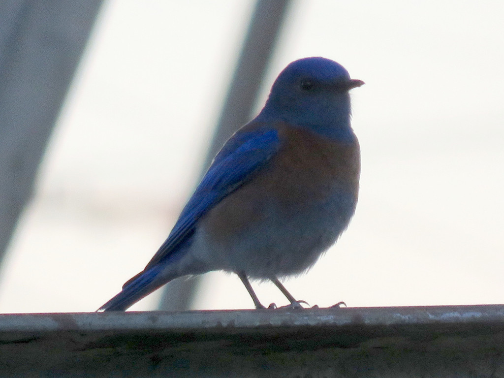 Western Bluebird