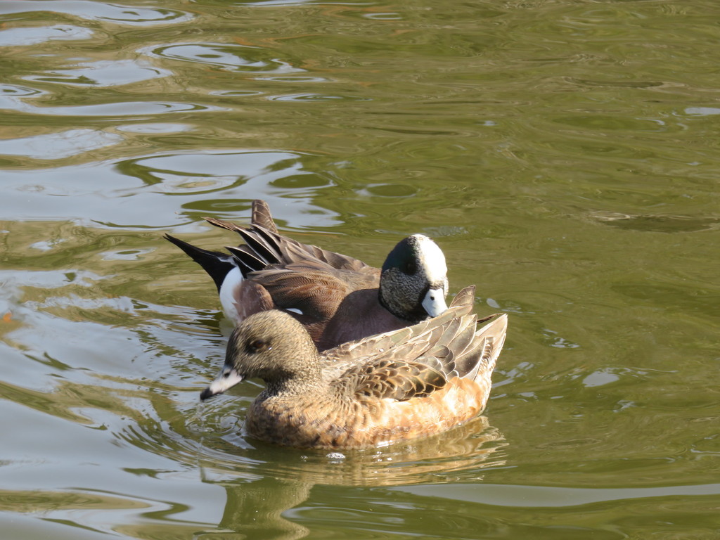 Wigeons and Allies