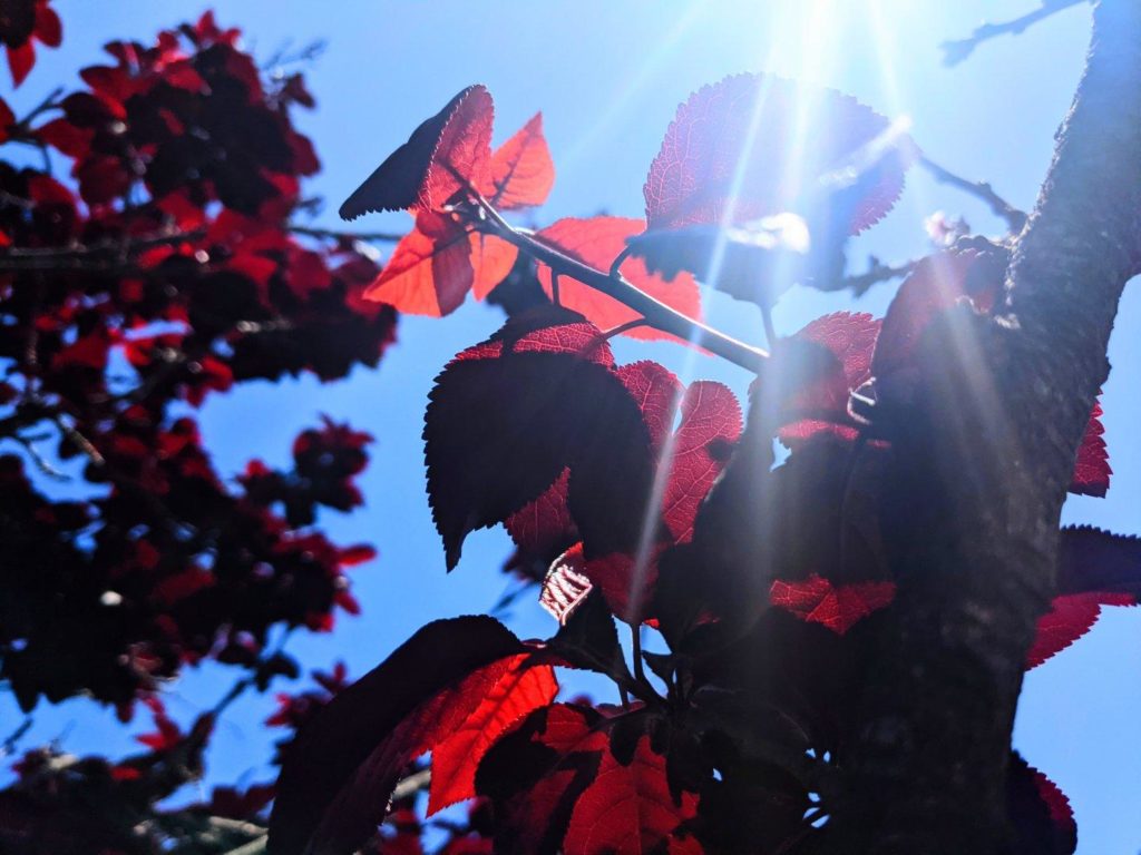 Tree branches covered in translucent deep red/purple leaves backlit against the blue sky and the sun.