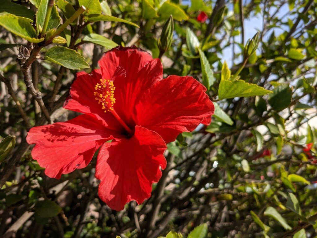 A red floppy flower on a plant with lots of green leaves.