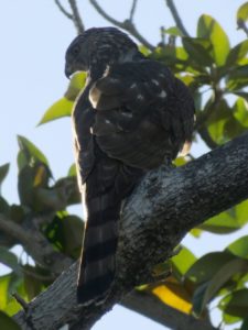 A medium-sized brown bird with black stripes on the tail, mottled white/gray on the wings and head, yellow eyes and a sharp, hooked beak, perched on a tree branch and backlit with sky and green leaves behind it.
