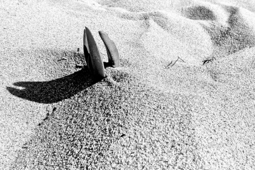 A trio of long curved objects sticking out of the sand, looking remarkably like a claw. Black and white image.