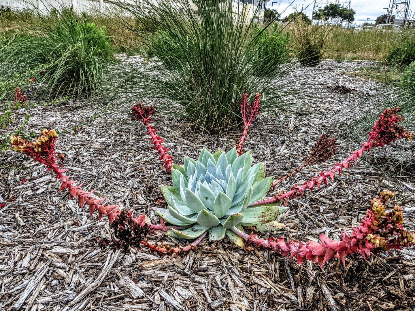 I don't think I've seen this variety of succulent flowering before. It looks like an overturned Ferroseed or the plant version of the Omnidroid from The Incredibles.