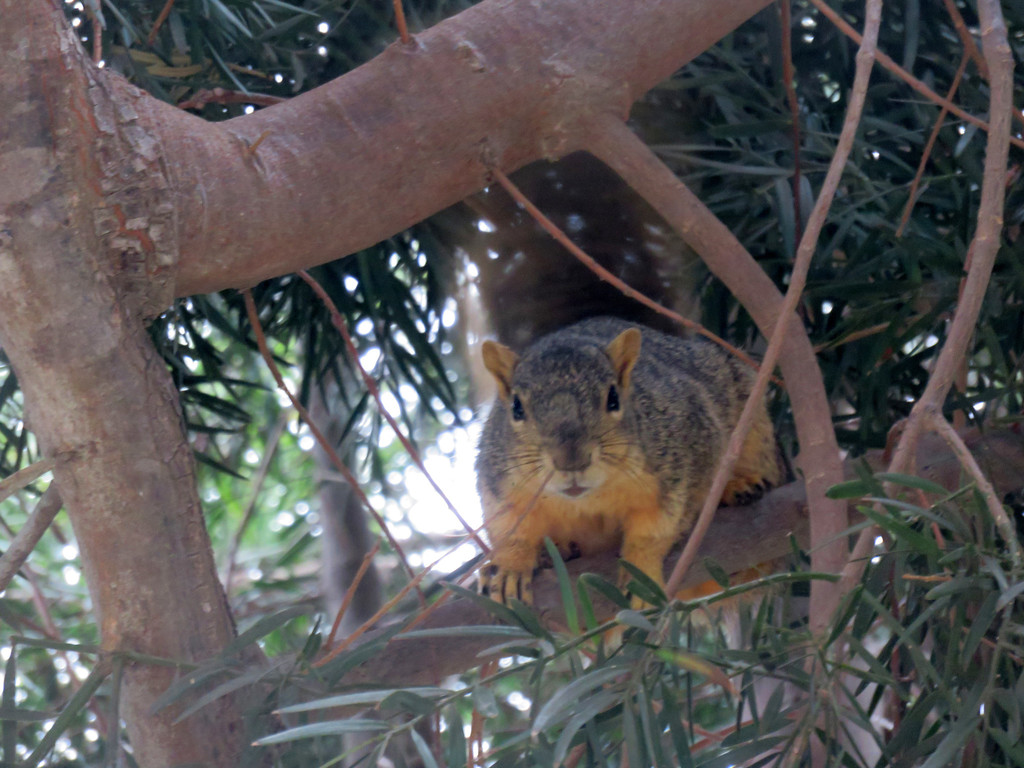 A light brown squirrel on a tree branch, looking at the camera and waving its tail so fast it's motion blurred.