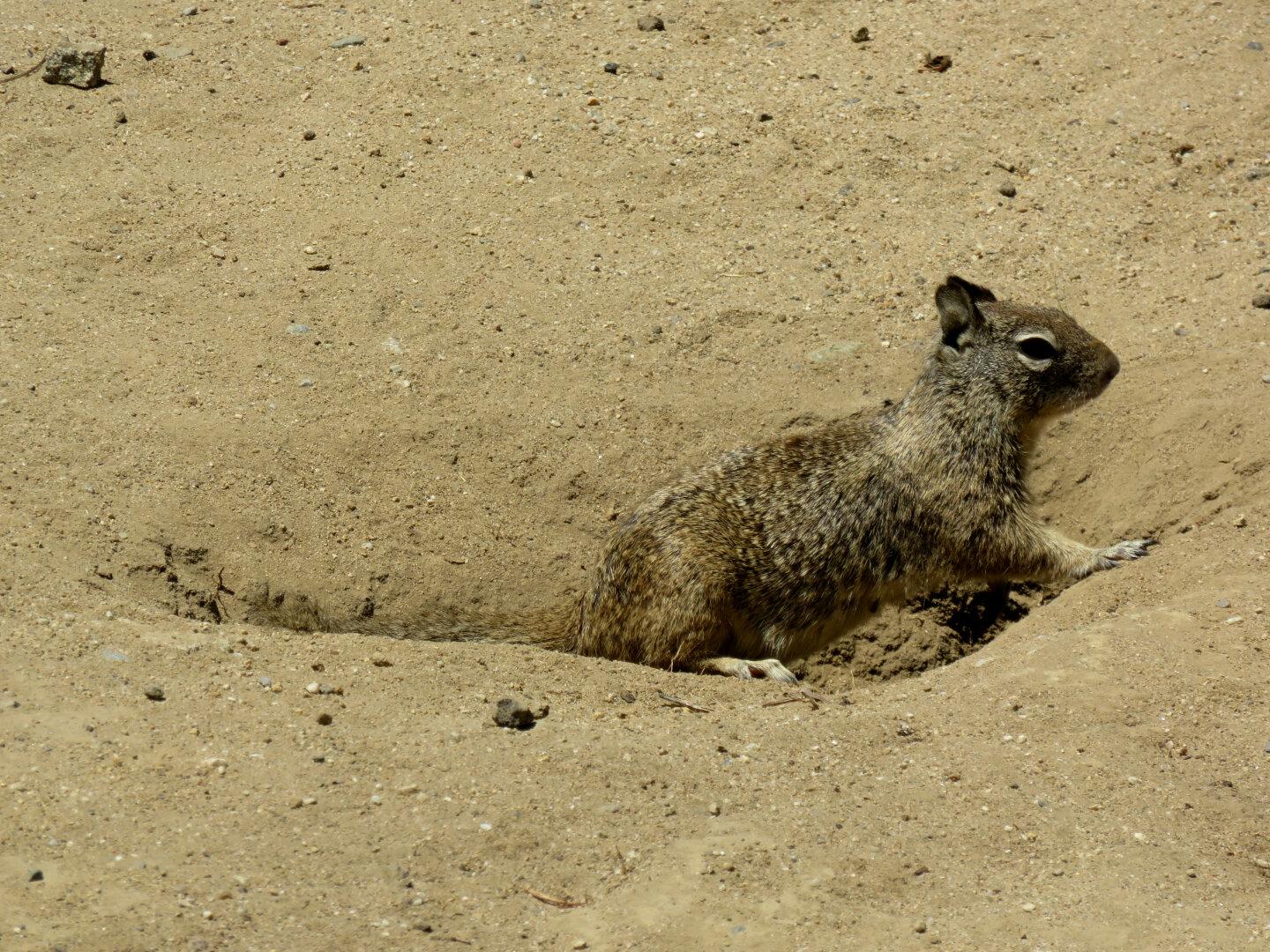 California Ground Squirrel