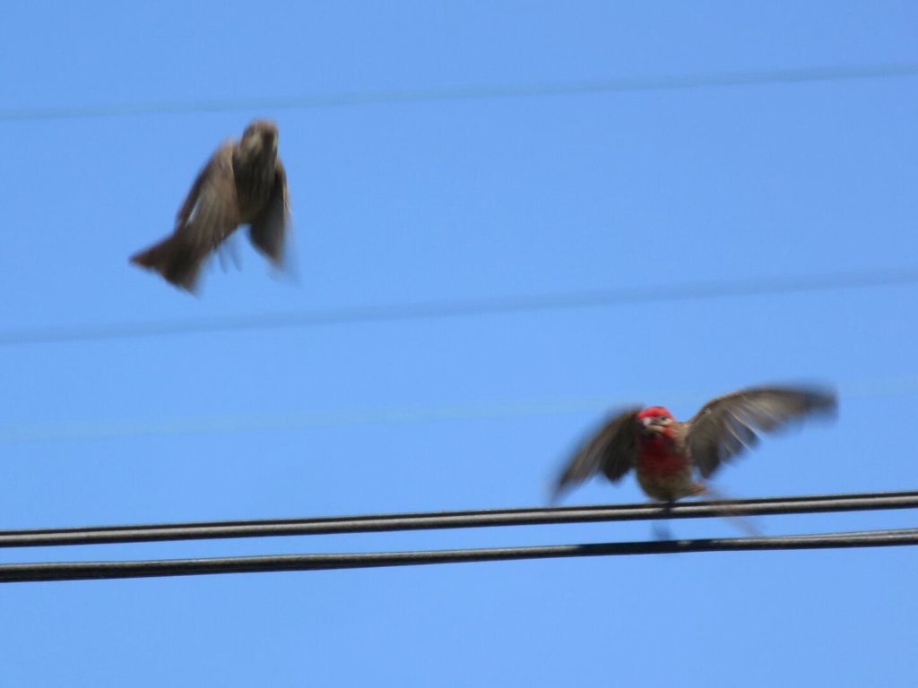 Two small birds flapping their wings into blurs against the sky, one light brown, the other with similar wings but a bright red head.