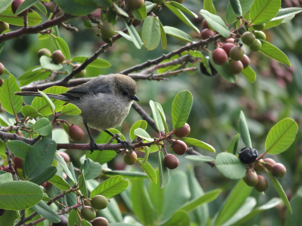 A small round gray and white bird with a very short, narrow beak, perched on a twig with oblong leaves and clusters of some sort of small red fruit.