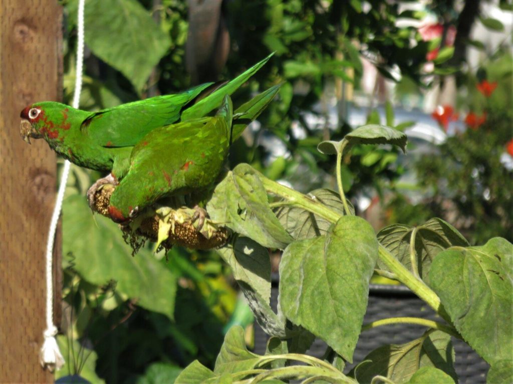 Mostly green - two green birds perched on the back of a mature sunflower stalk with broad leaves, leaning over to get at the seeds.