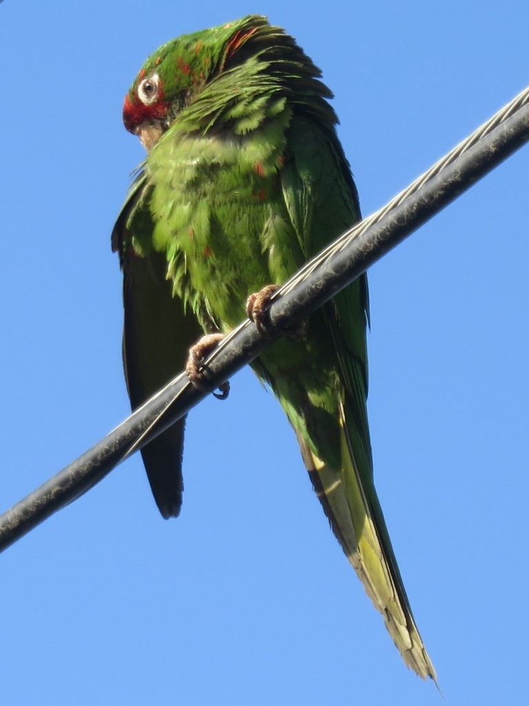 A bright green bird seen from below against a blue sky, perched on a cable, grooming its wing.