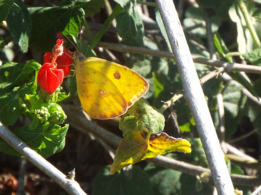 A yellow butterfly with a few dark spots perched on a small red flower with its wings closed.