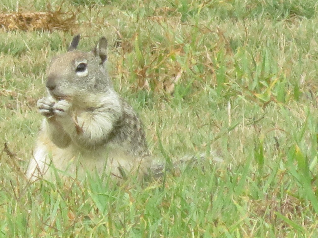 California Ground Squirrel