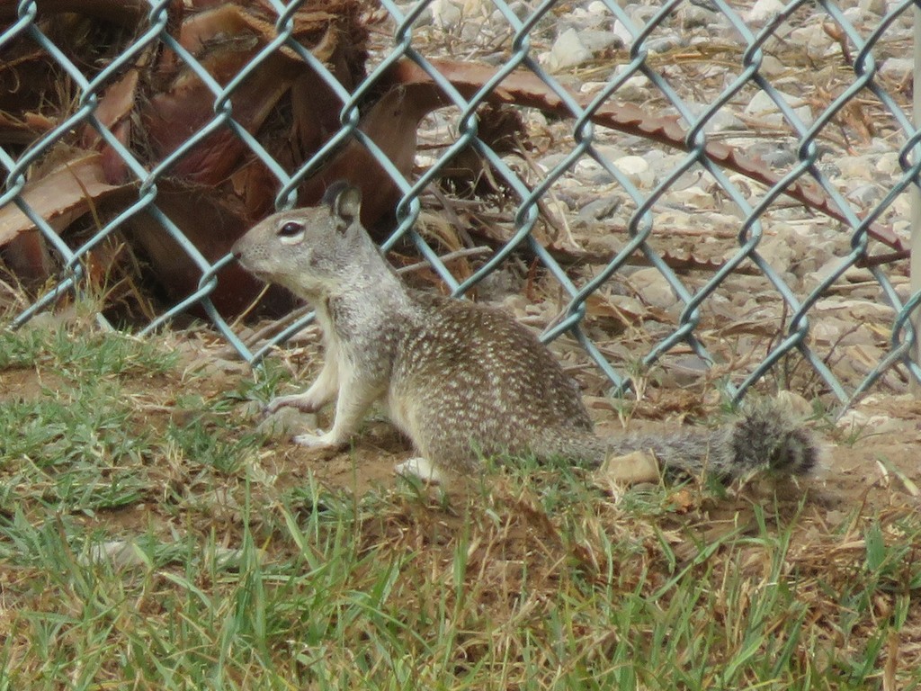 California Ground Squirrel