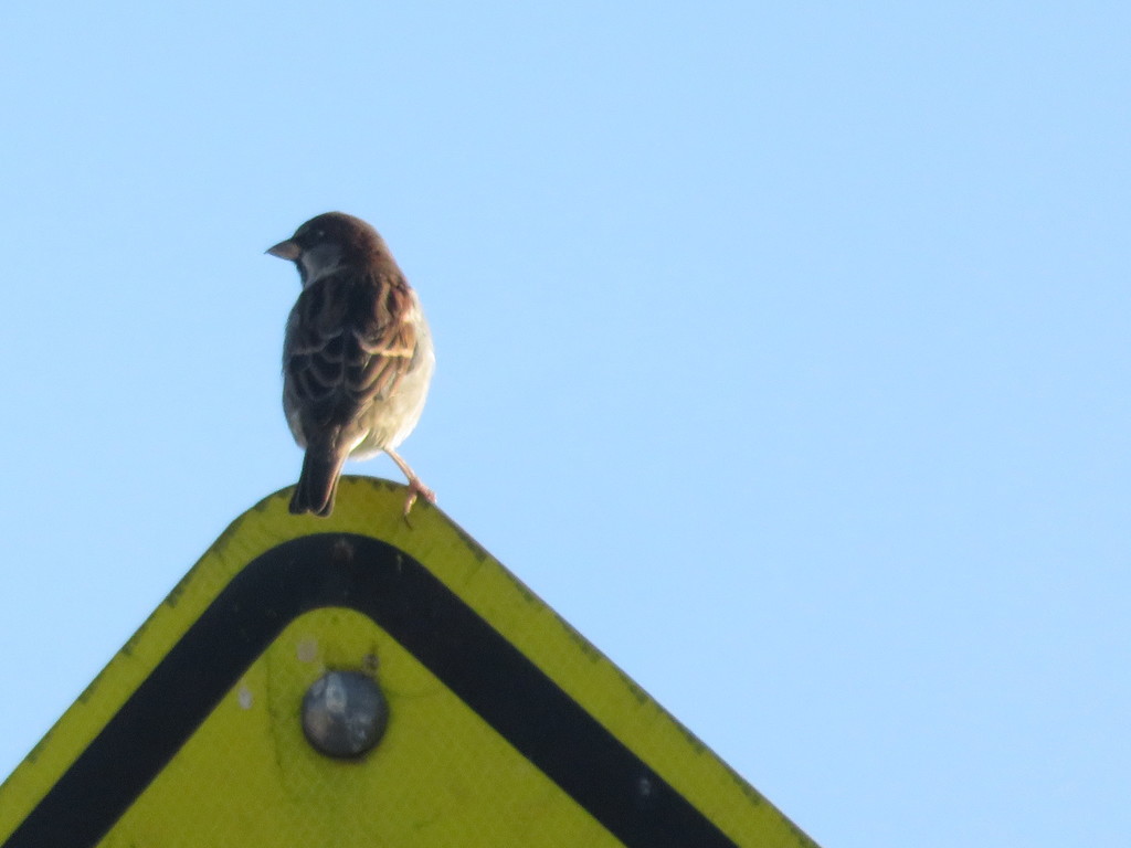 House Sparrow (on yellow sign)