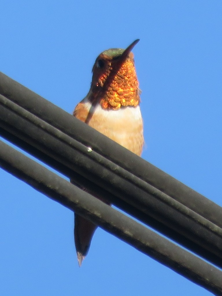 Rufous, Allen's, and Allied Hummingbirds