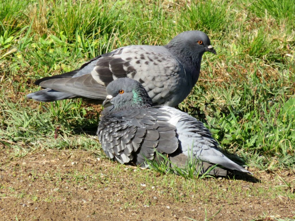 Two pigeons on the ground with some bare dirt and some green grass. One is sitting, the other standing.