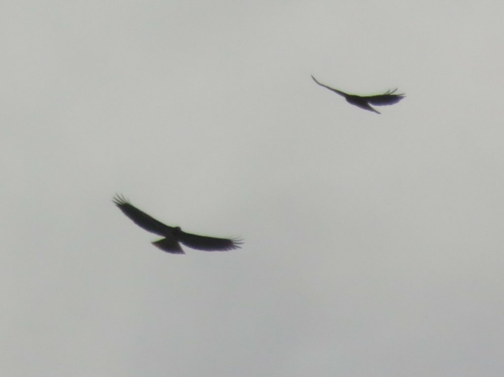 Gray sky with two birds silhouetted in the distance, their wings stretched out almost flat as they glide.