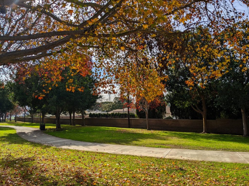 A park in late afternoon, trees in the foreground have yellow leaves and have dropped red leaves on the ground, trees across the way are still green.
