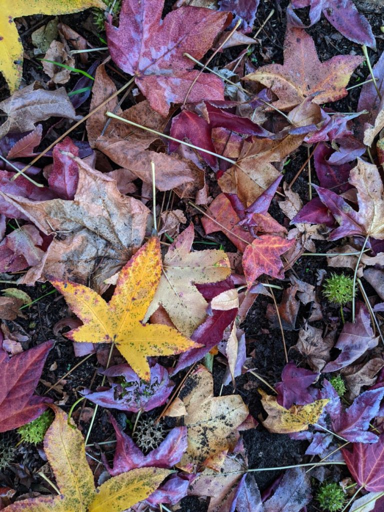 A bunch of broad leaves forming a layer on the ground, mostly red, some yellow-orange, and a few spiky round seed pods.