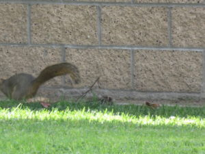 A squirrel running out of the frame in front of a brick wall, only its tail visible.