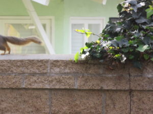 A squirrel running out of frame on top of a brick wall, only its tail visible.