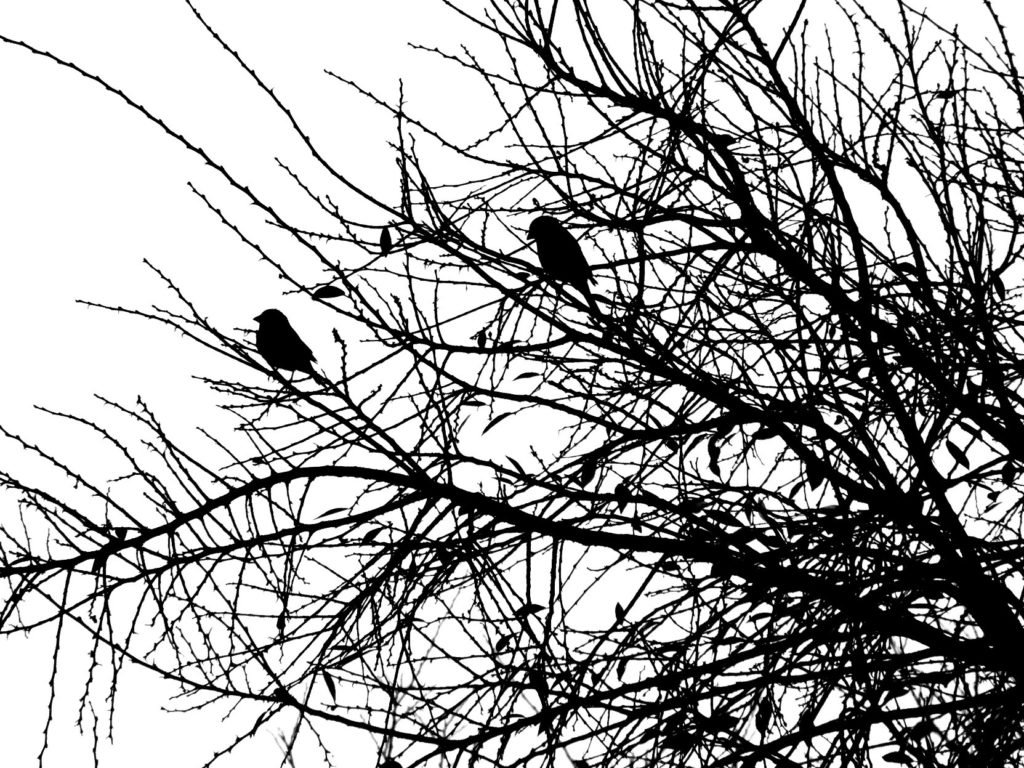 High-contrast black and white image of several small birds in a tree with bare branches, all in silhouette.