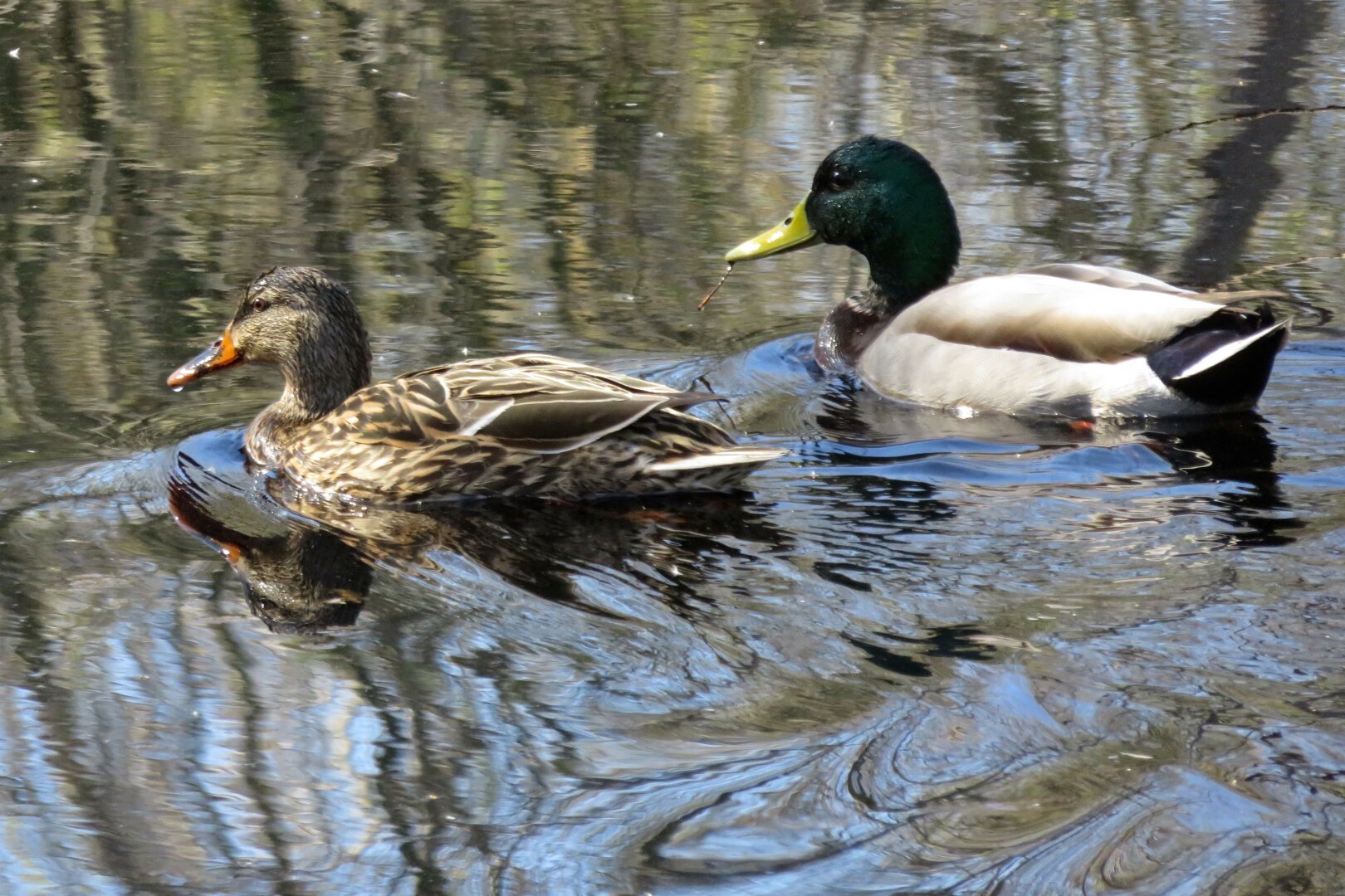 Two pairs of ducks and three geese seen at the marsh yesterday. (That almost sounds like a card hand with a weird deck.) #birds #nature #ducks #geese #mallards #canadageese