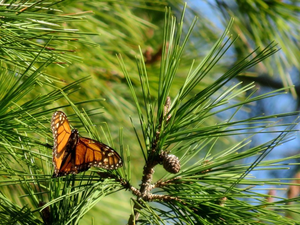 A bright orange-and-black butterfly perched on a pine branch covered with green needles in sunlight, its wings half-open.