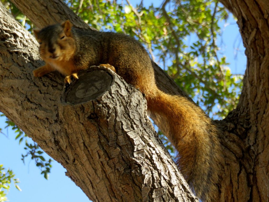 A squirrel with yellow-brown fur up in a tree, looking toward the camera with its tail down, eyes closed and its head blurry.