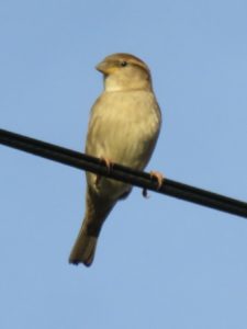 A small white and brown bird perched on a wire, looking off to the left, seen from below with sky behind it.