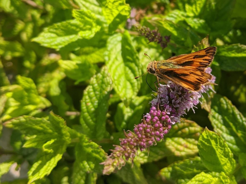 A bright orange and black moth-shaped butterfly perched on a purple cluster of flowers against green leaves.