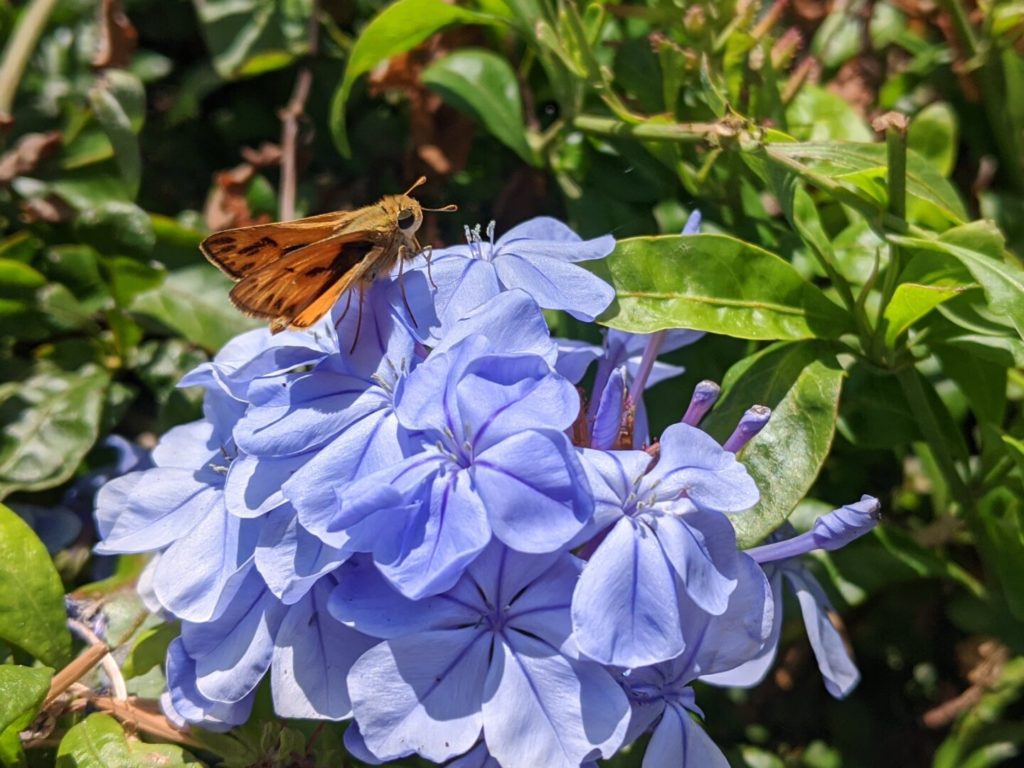 A moth-shaped orange and black butterfly on a cluster of broad purple flowers against serrated green leaves.