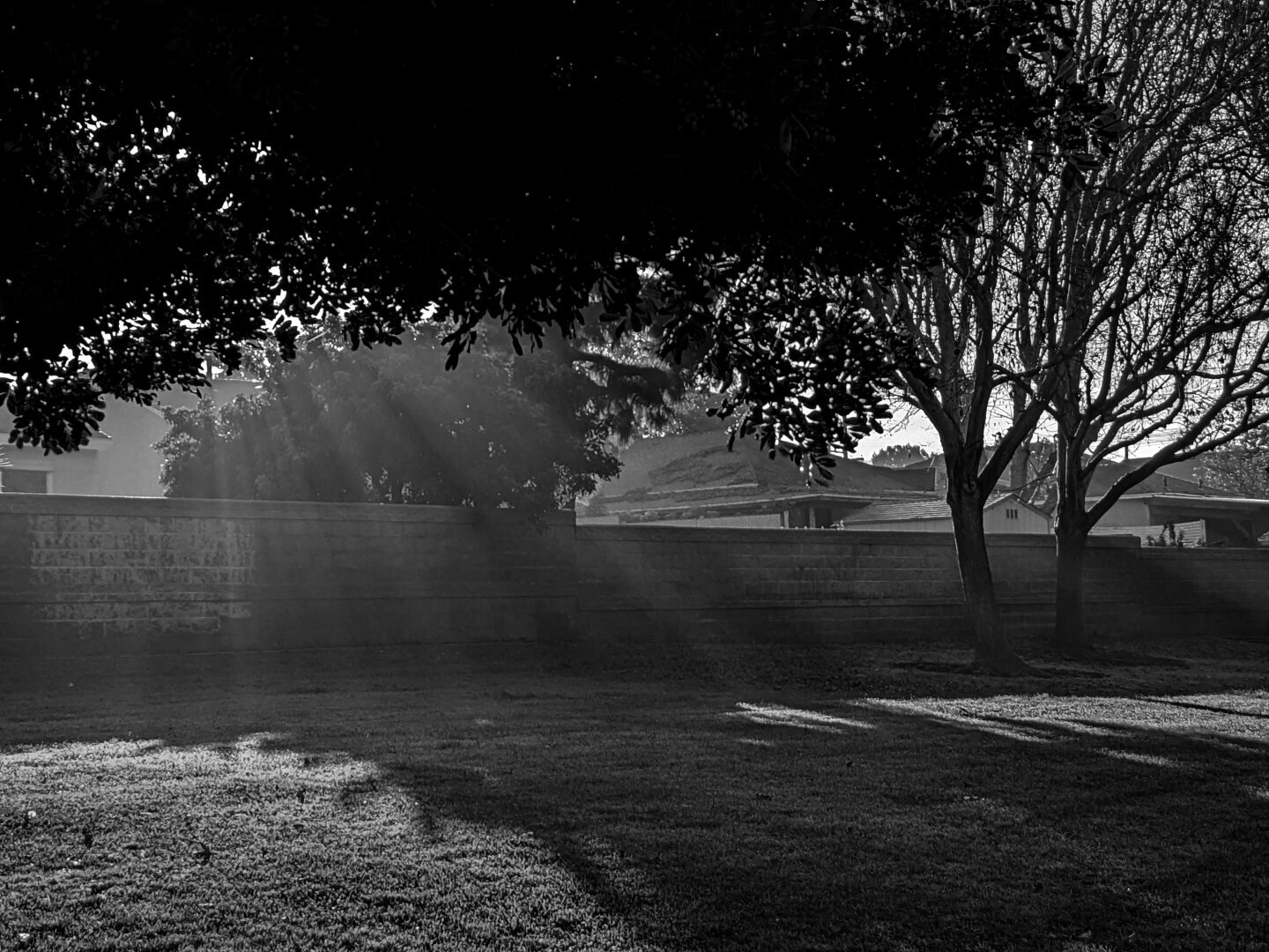 Thought I'd try a black-and-white edit of the sunbeams in the park. I kinda like it! #sunbeam #trees #park