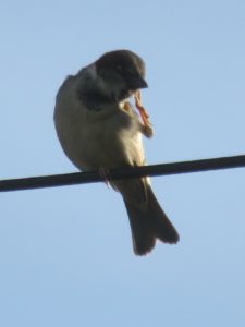 A small white and brown bird perched on a cable with one leg, with the other leg reaching up to its head.
