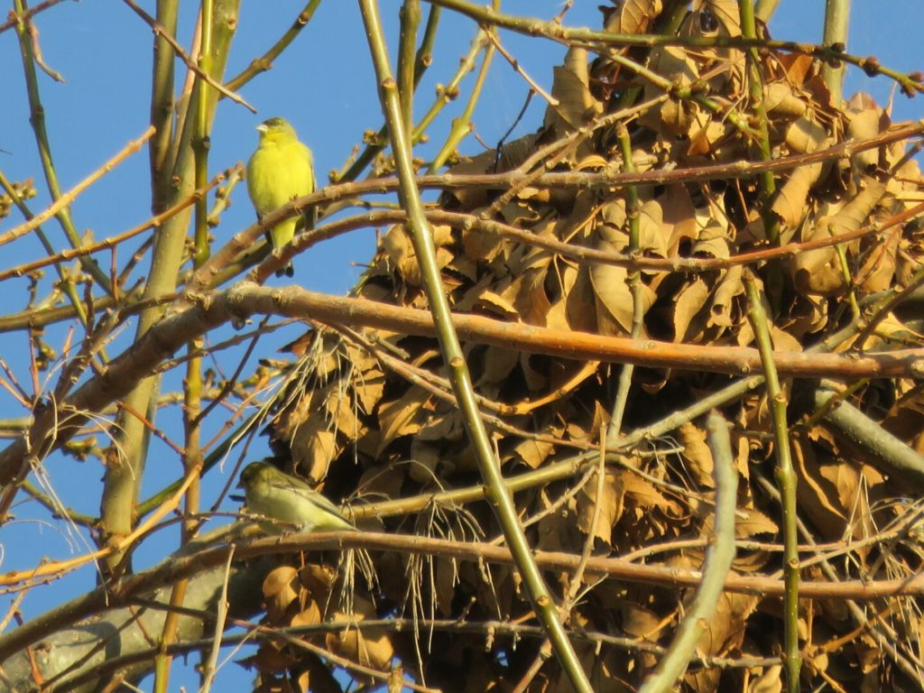 Two bright yellow birds in a tree with bare branches, next to a large cluster of dropped leaves.