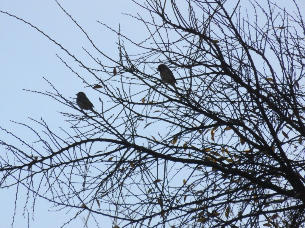 Several small birds in a tree with bare branches, all in silhouette against a blue sky.
