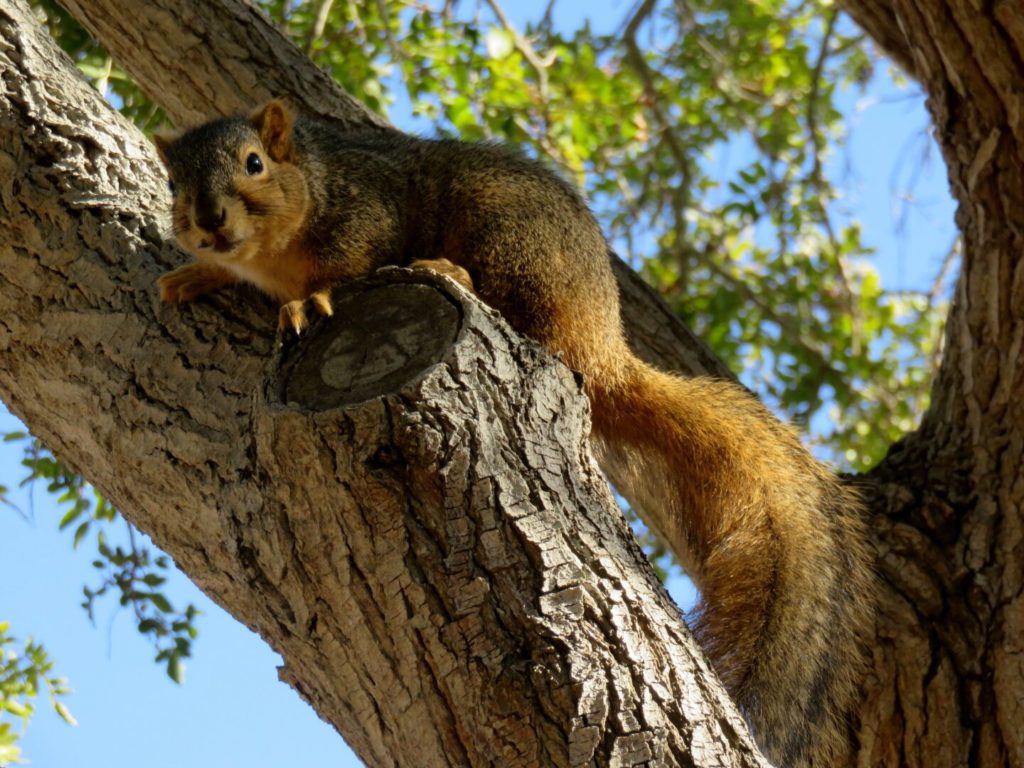 The same squirrel, yellow-brown fur up in a tree, looking toward the camera with its tail down, but now its eyes are open and its head clear.