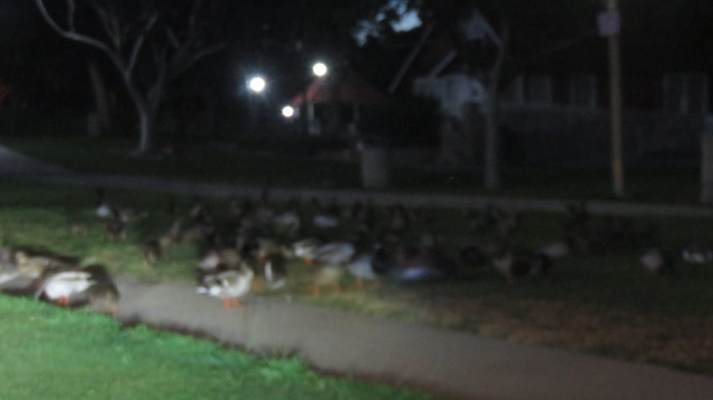 Blurry nighttime view of a sidewalk with grass on either side, lampposts, trees and a building in the distance...and a zillion ducks walking around on the grass, their heads down to the ground.