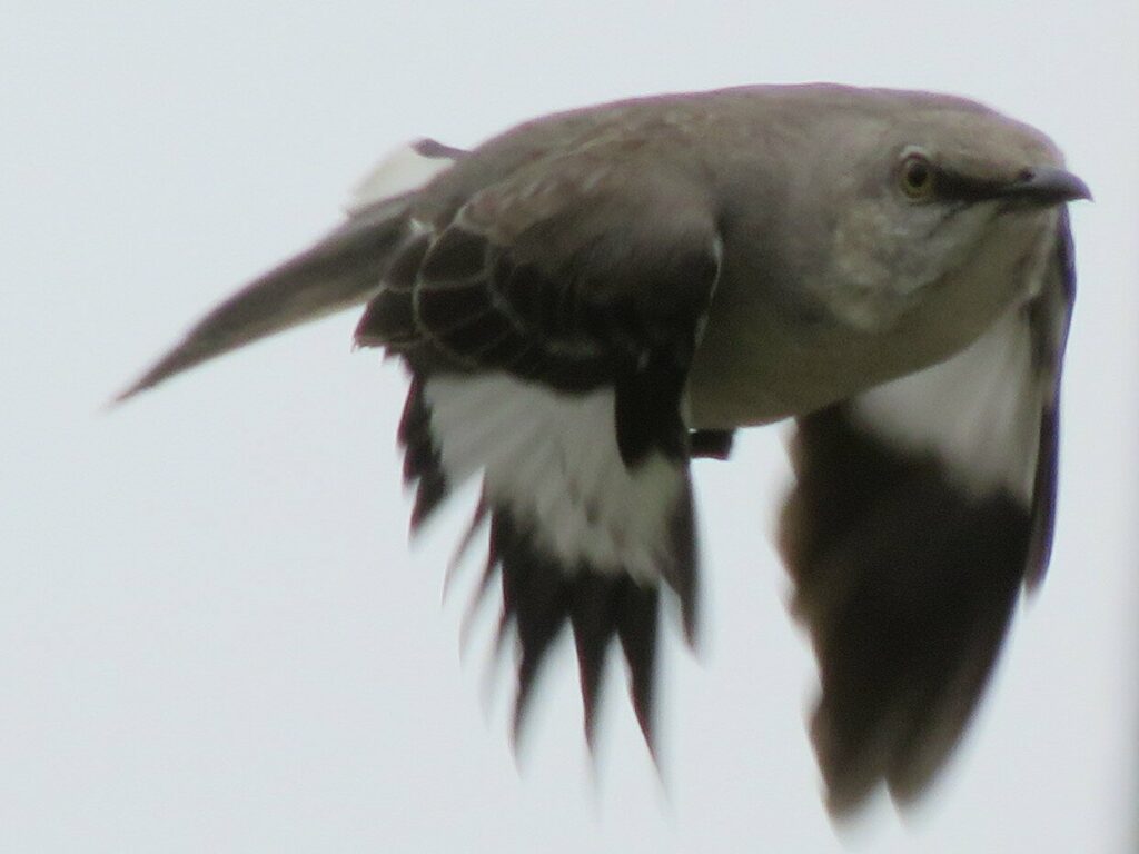 A small gray bird against a lighter gray sky, its wings pointing downward so it looks like it's hovering.