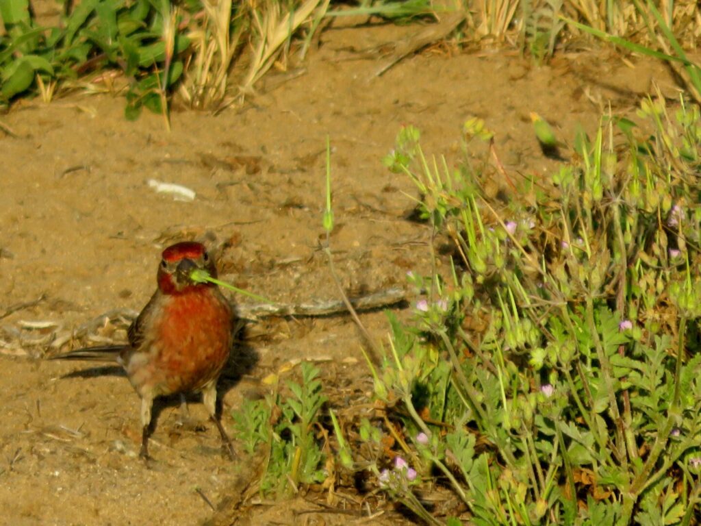 A small bright red bird on the ground, with a long single-spiked seed in its mouth, next to a low plant with similar spikes on it.