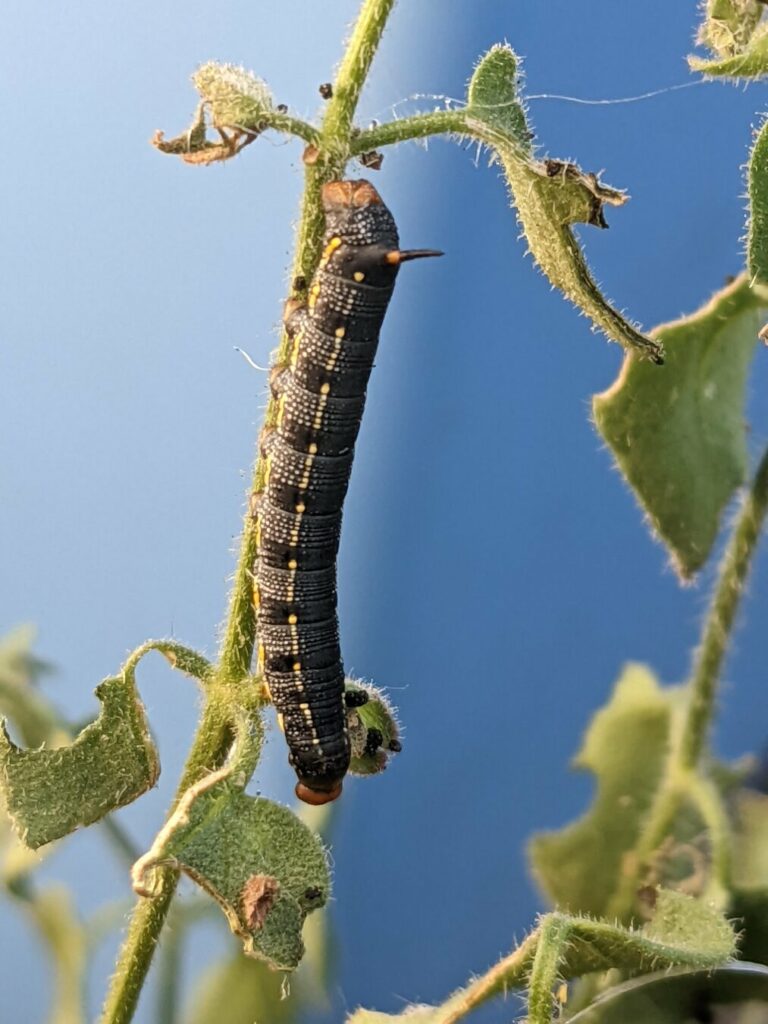 Black caterpillar with yellow highlights on a plant stem
