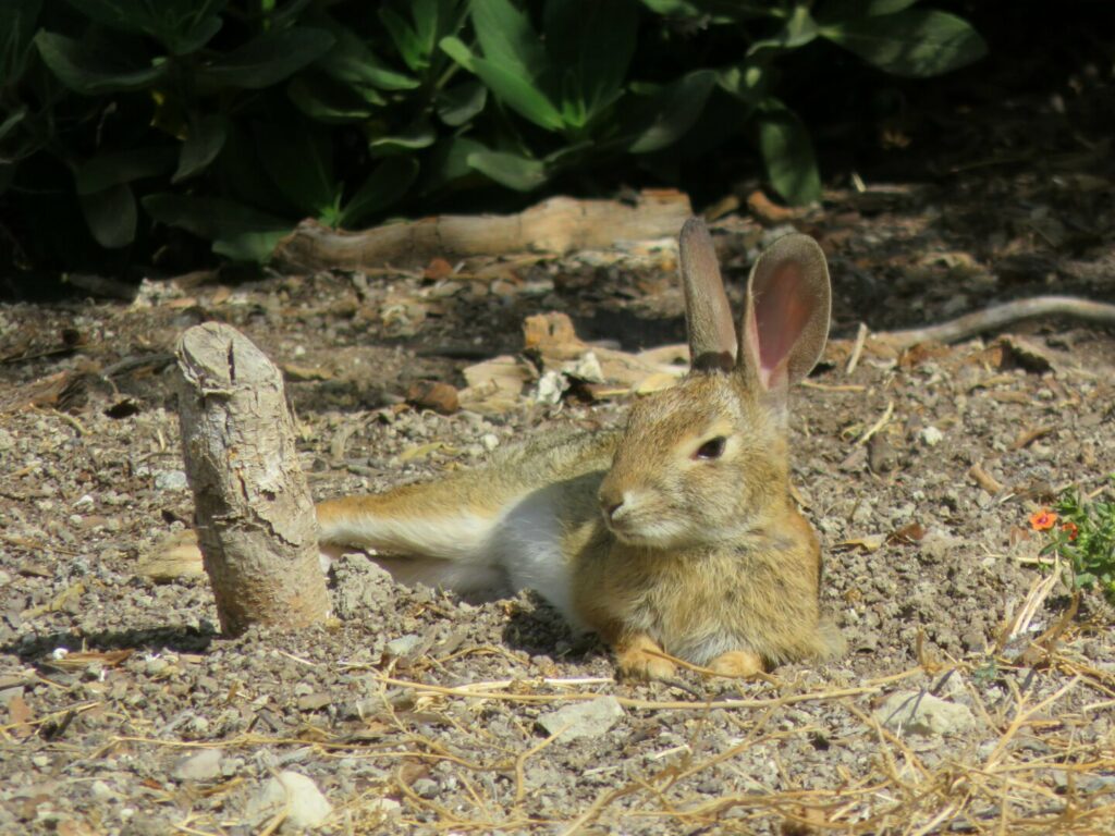 A light brown rabbit lying stretched out next to a light brown tree stump on the light brown dirt, its head up and looking off to the left of the frame.